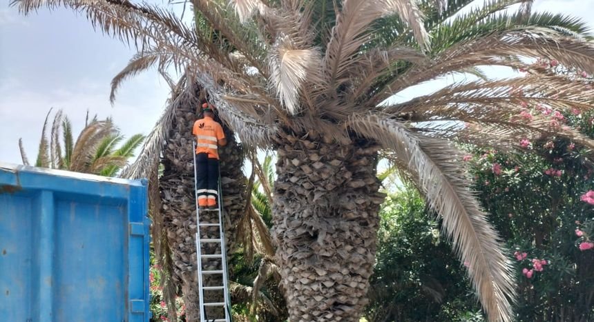Un operario controla el estado de una palmera en Costa Calma.