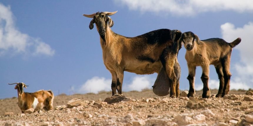Cabras de Fuerteventura.
