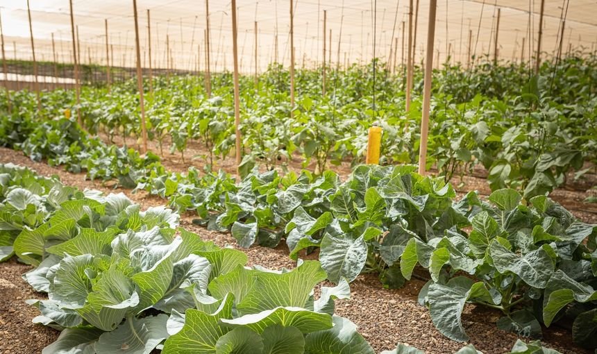 Plantación agrícola en Fuerteventura.