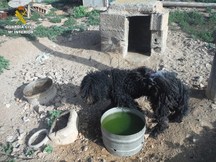 Perro encontrado por la Guardia Civil  en nefastas condiciones higienico-sanitarias.