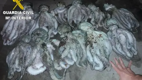 pulpo