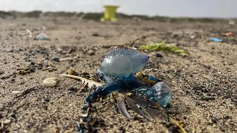 Carabela portuguesa en Playa Blanca._