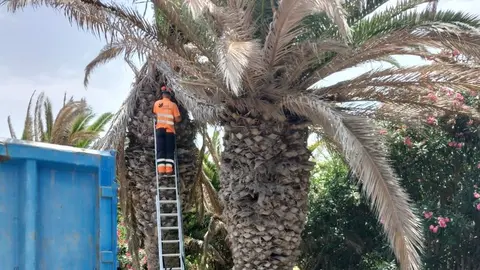Un operario controla el estado de una palmera en Costa Calma.