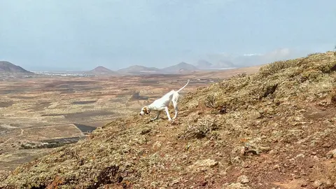 Perro de caza maorero cazando en Lanzarote.