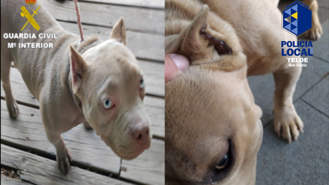 Im&aacute;genes de los perros mutilados en San Mateo.