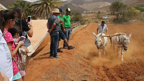 Muestra de Ganado de Betancuria.