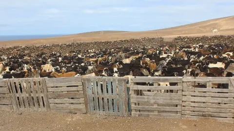 Cabras de Fuerteventura.