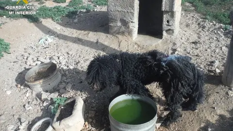 Perro encontrado por la Guardia Civil  en nefastas condiciones higienico-sanitarias.