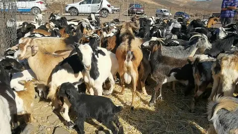 Ganado de Fuerteventura.