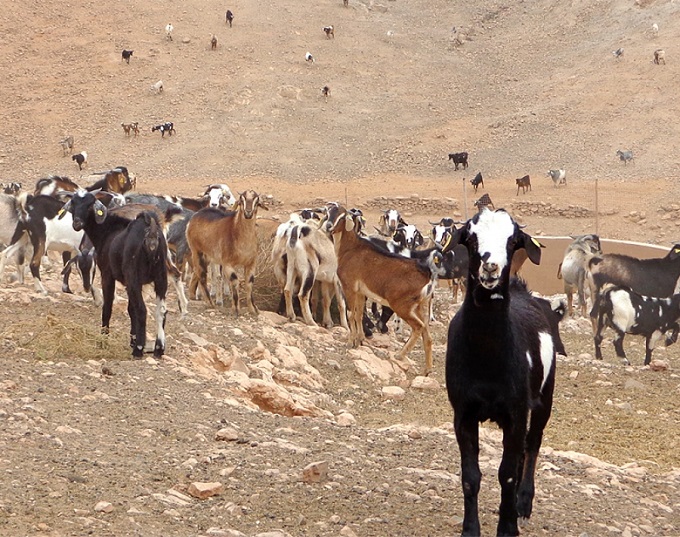 cabras-ftv