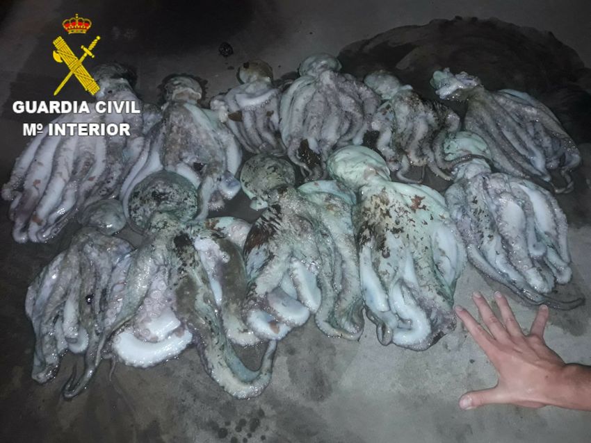 pulpo